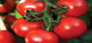 Pomidorų veislės savybės ir aprašymas Overture
