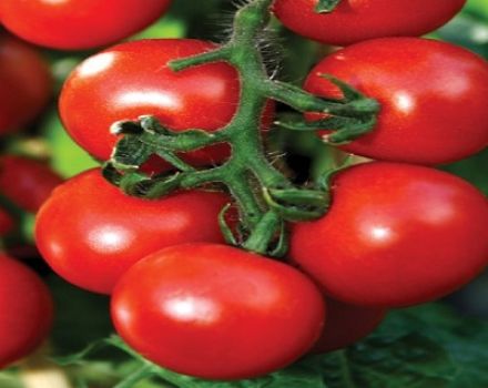 Características y descripción de la variedad de tomate Overture