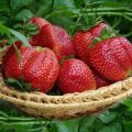 Beskrivning och egenskaper för jordgubbar av Mashenka-sorten, odling och reproduktion