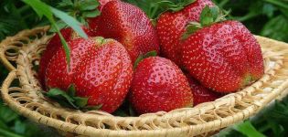 Beschreibung und Eigenschaften von Erdbeeren der Sorte Mashenka, Anbau und Vermehrung