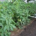 De bästa tomaterna för Transbaikalia, hur och när man planterar plantor och växer
