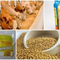 Kemisk sammansättning och instruktioner för användning av foderjäst för nötkreatur