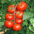 Opis i karakteristike sorte rajčice Općenito