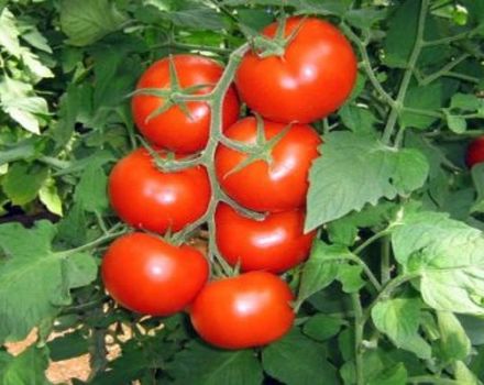 Pomidorų veislės aprašymas ir savybės