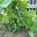 Pestovanie, charakterizácia a opis odrôd kríkovej uhorky na otvorenom priestranstve