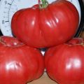 Egenskaper och beskrivning av tomatsorten Stopudovy Siberian-serien