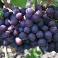 Beskrivning och egenskaper hos druvsorten Gift Unlit, plantering och vård av vinrankan