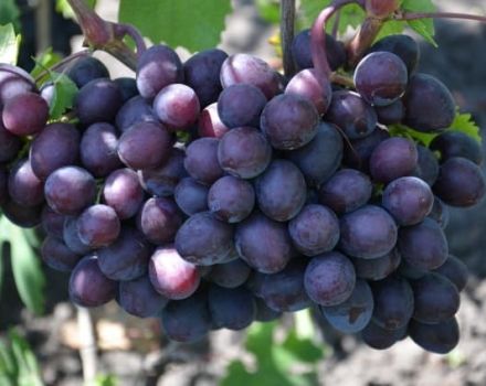 Vynuogių veislės „Gift Unlit“ aprašymas ir savybės, vynmedžių sodinimas ir priežiūra