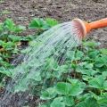 Come nutrire i cetrioli in giardino con ammoniaca ed è possibile?
