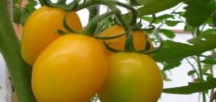 Pomidorų veislės Radunitsa charakteristikos ir aprašymas, sodininkų apžvalgos
