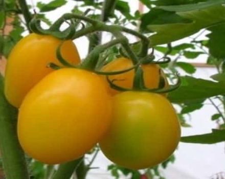 Pomidorų veislės Radunitsa charakteristika ir aprašymas, sodininkų apžvalgos