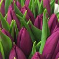 Tulpių veislių aprašymas ir savybės Triumfas, auginimas