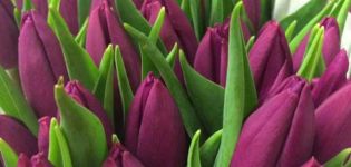 Description et caractéristiques des variétés de tulipes Triumph, culture