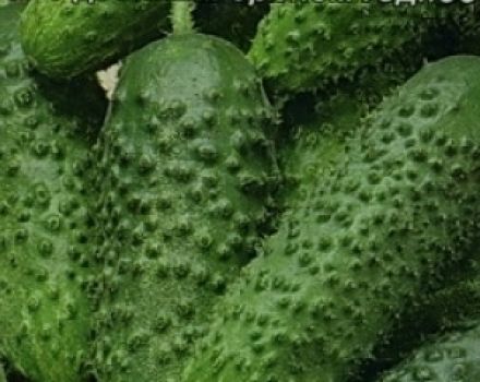 Beskrivning av olika gurkor Khabar, dess egenskaper och odling