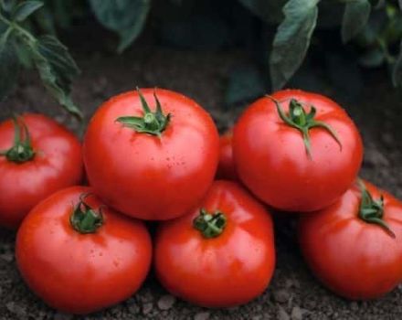 Charakteristika a popis odrůdy rajčat Tonopa F1