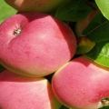 Mô tả về giống táo Frigat và các đặc tính, khả năng chống chịu sương giá và năng suất