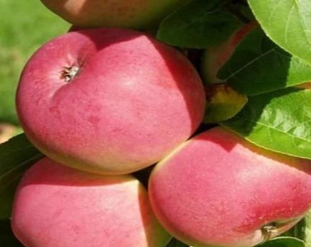 Опис сорте јабуке Фригате и њене карактеристике, отпорност на мраз и принос