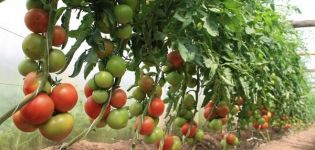 Výsadba, pěstování a péče o rajčata ve skleníku doma
