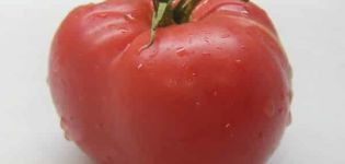 Beskrivning av en storfruktad tomatsort Siberian Shangi