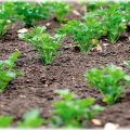 Kdy je lepší zasadit petrželku na otevřeném terénu tak, aby rychle rostla, na podzim nebo na jaře