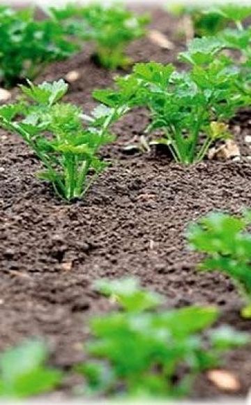 Quando è meglio piantare il prezzemolo in piena terra in modo che germogli velocemente, in autunno o in primavera