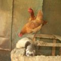 Како се брзо ријешити длака у кокошињцу и правила за поступање са предаторима