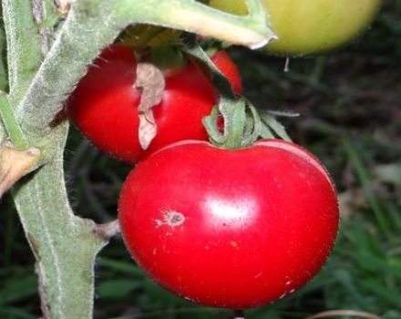 Características y descripción de la variedad de tomate Snowdrop, su rendimiento.
