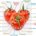 Quali vitamine si trovano nei pomodori e come sono utili?