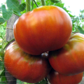 Charakteristika a opis odrody paradajok sibírskeho gigantu, jej výnos