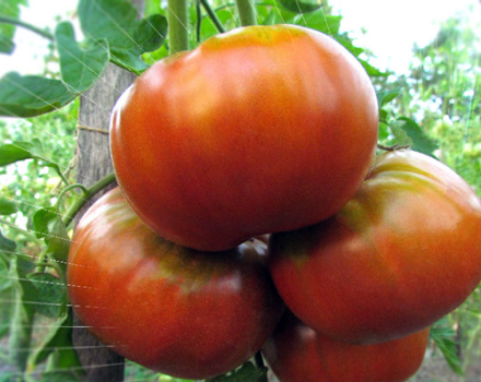Sibiro giganto pomidorų veislės savybės ir aprašymas, derlingumas