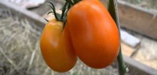 Pomidorų veislės „Olesya“ aprašymas ir jos savybės