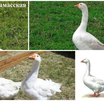 Descripción y características de los gansos de la raza Arzamas, su cría y cuidados.