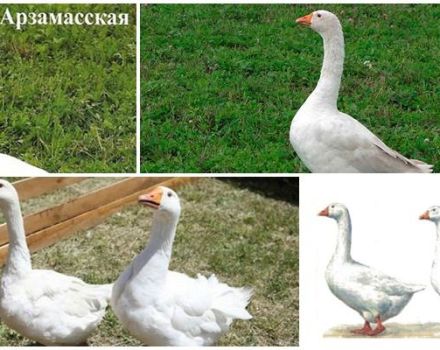 Description and characteristics of geese of the Arzamas breed, their breeding and care