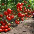 Description and characteristics of the tomato variety Pink Magic f1