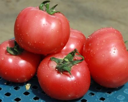 Pomidorų veislės „Pink Claire“ charakteristikos ir aprašymas, derlius