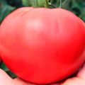 Beskrivning och egenskaper hos tomatsorten Hallon sötma F1