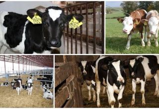 Τεχνολογία αναπαραγωγής αντικατάστασης νεαρών βοοειδών και τήρηση κανόνων