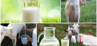 Varför getmjölk luktar obehagligt och hur man snabbt kan ta bort en fet lukt