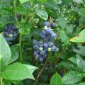 Mga paglalarawan at katangian ng Denis Blue blueberries, pagtatanim at pangangalaga