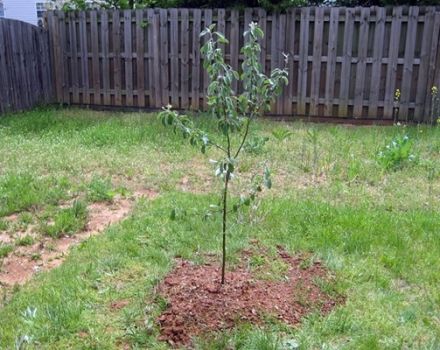 Vad kan göras om äppelträdet planteras och hur man räddar trädet, råd om trädgårdsmästare