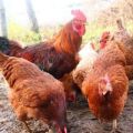 Опис и карактеристике пасмине пилића Бријач Браун, услови задржавања