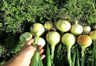 Come prendersi cura delle cipolle in un'estate piovosa e quando dissotterrarle