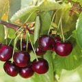 Vyšnių veislės „Iput“ ir apdulkintojų aprašymas, sodinimo vietos pasirinkimas, auginimas ir priežiūra