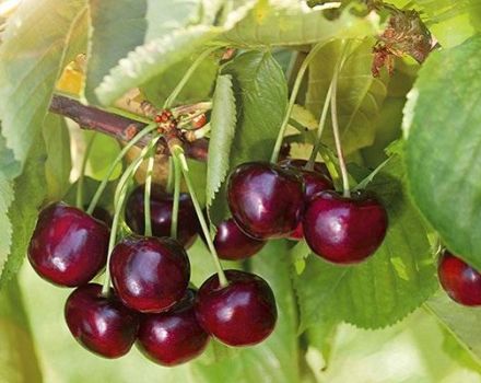 Beskrivning av körsbärsorten Iput och pollinatorer, val av planteringsplats, odling och skötsel