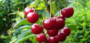 A Molodezhnaya cseresznyefajta leírása és jellemzői, ültetés és gondozás, metszés és beporzó