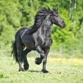 Beskrivelse og karakteristika ved frisiske heste, pleje regler og hvor meget det koster
