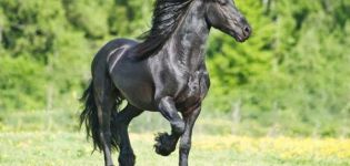 Opis a charakteristika frízskych koní, pravidlá starostlivosti a koľko to stojí