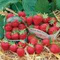 Popis zbytkové odrůdy jahod Mara de Bois, pěstování a reprodukce