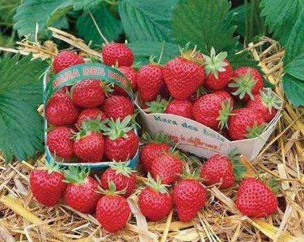 Description de la variété de fraise remontante Mara de Bois, culture et reproduction
