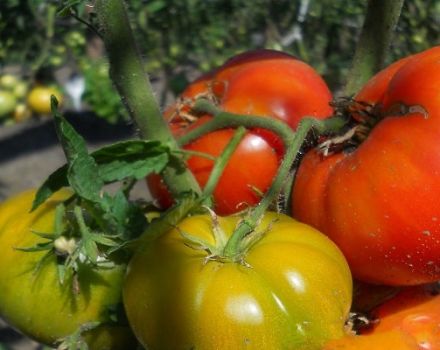 Pomidorų veislės Timofey aprašymas, jo savybės ir produktyvumas